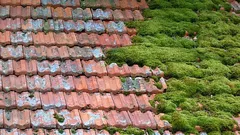 Jak łatwo usunąć mech z dachu bez ryzyka: prosty i bezpieczny sposób