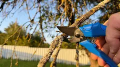 Sekator może poczekać: 6 roślin, których nigdy nie wolno przycinać w marcu