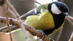 Naukowcy po 75 latach badań odkryli w pieśniach sikor coś dziwnego i „ludzkiego”